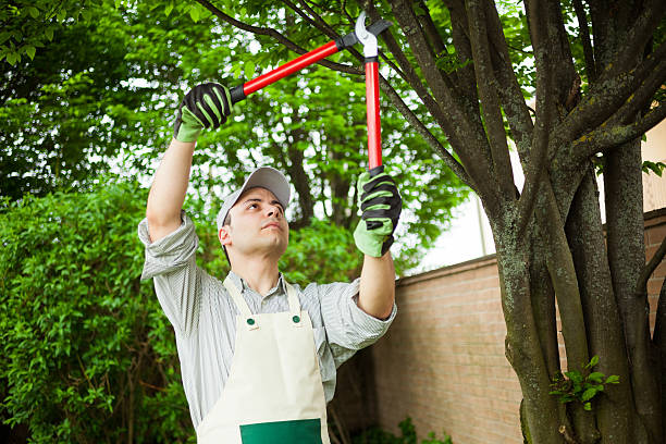 What is Tree Pruning?